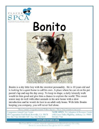 Bonito