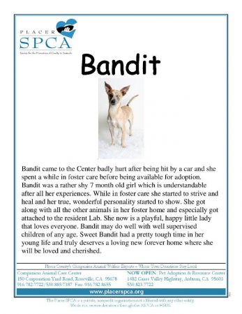 Bandit