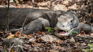 lizard