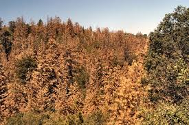 dead trees bark beedle