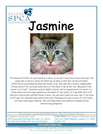 jasmine