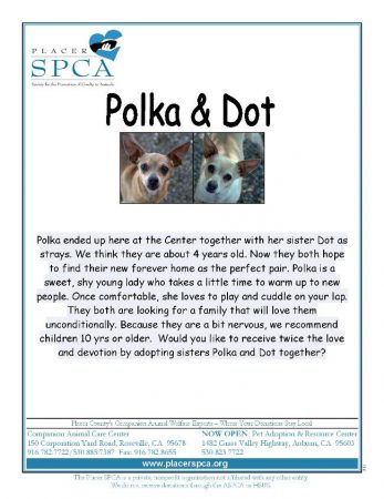polkadot