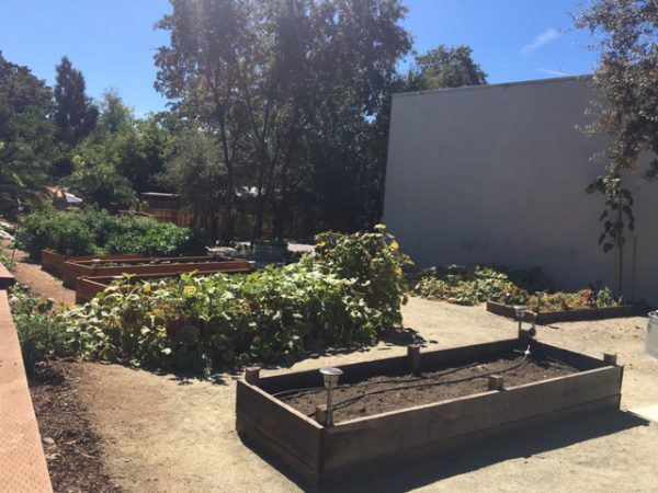 gardenpic3