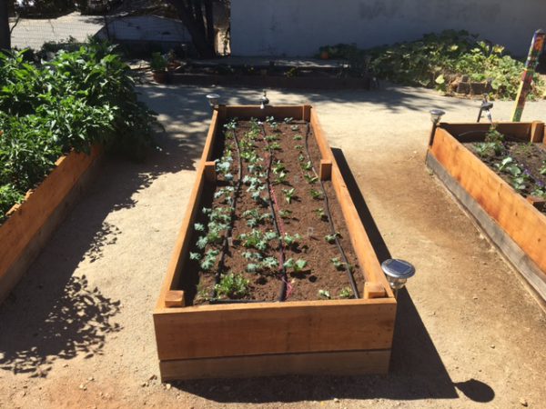 gardenpic4