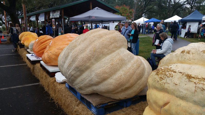 pumpkin