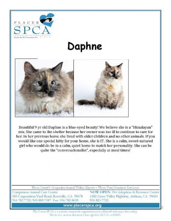 daphne-page-001