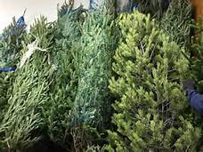 tree-recycle