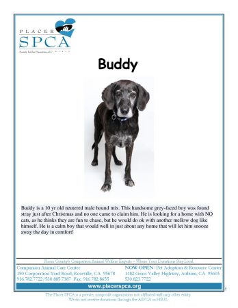 Buddy