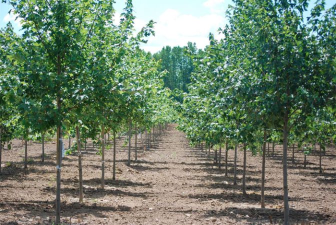 TreePlanting5
