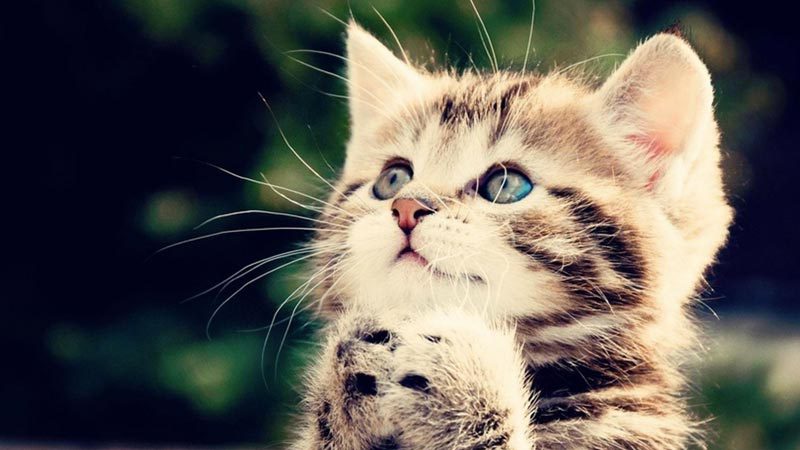 kitten