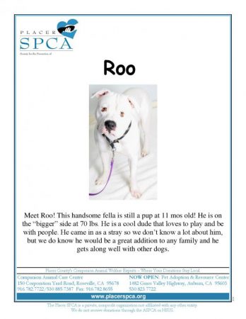 Roo-page-001