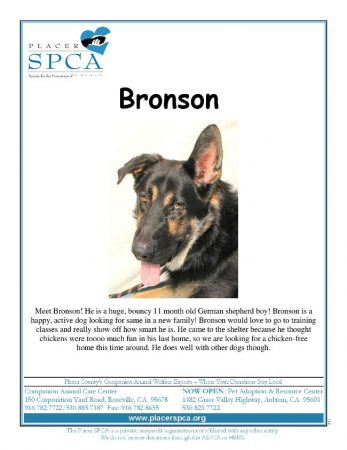 bronson