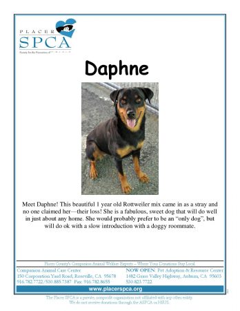 daphne