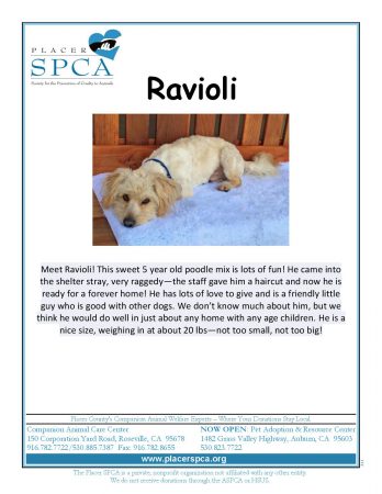 ravioli
