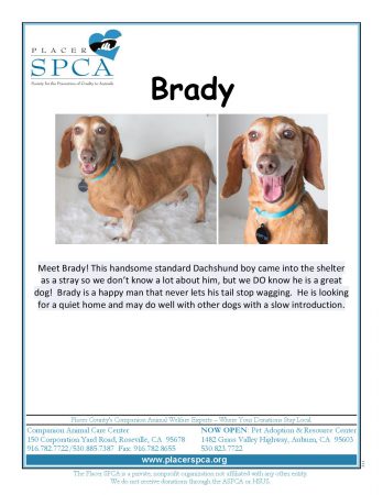 Brady