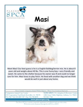 Masi