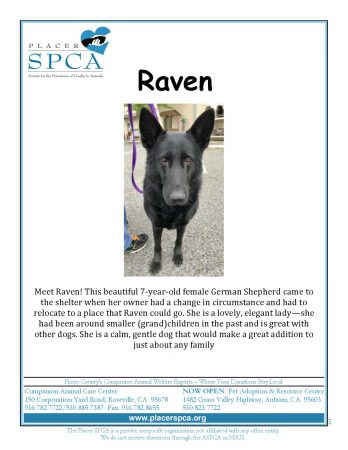 raven