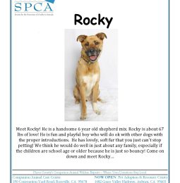Pet Of The Week