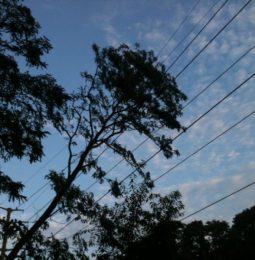 High Wind Forecast May Bring PG&E Outages!