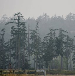 Smoke in area yesterday from Butte County Fire!