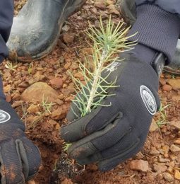 Volunteers Plant Trees to Replace Burned Out from Campfire!
