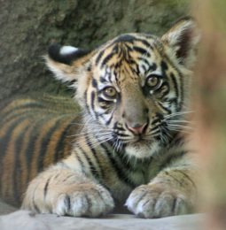 Sac Zoo Wants To Move, Natomas Wants It!