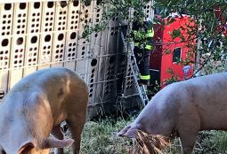 Trailer On Fire Full Of Pigs on I-80!