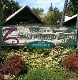 Sac Zoo Looking To Move!