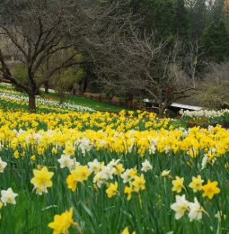 Family Owned Daffodil Hill Closes Indefinitely!