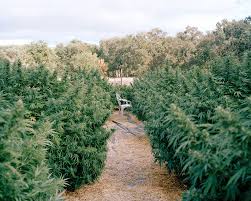 Pot Farm Owner Called 911, Arrested For Involuntary Manslaughter in Deputy Killing Wednesday!