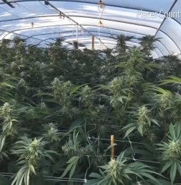 Illegal Pot Farm In Penryn Shut Down With Arrest!