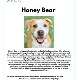 New Pet Of The Week