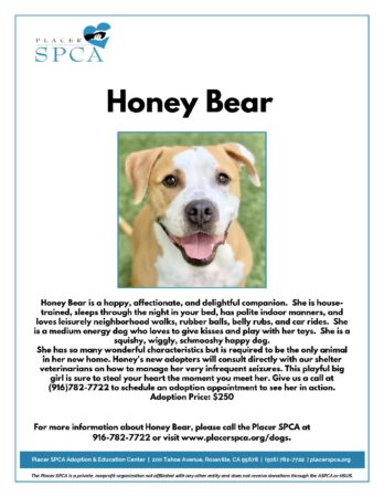 Honey Bear