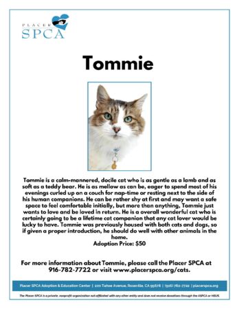 Tommie