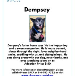 Pet Of The Week – Dempsey
