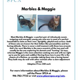 Pet Of The Week