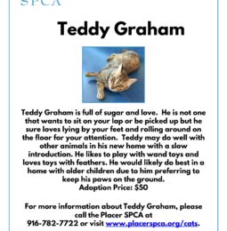 Pet Of The Week