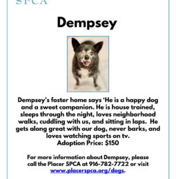 Pet of The Week – Dempsey