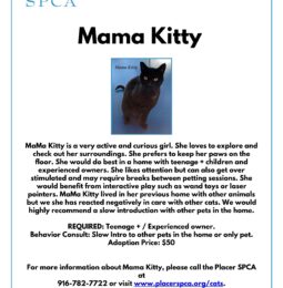 New Pet Of The Week – Mama Kitty