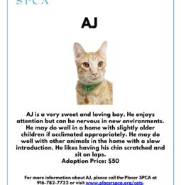 Pet Of The Week – “AJ”