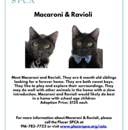 New Pet(s) of The Week – Macaroni & Ravioli