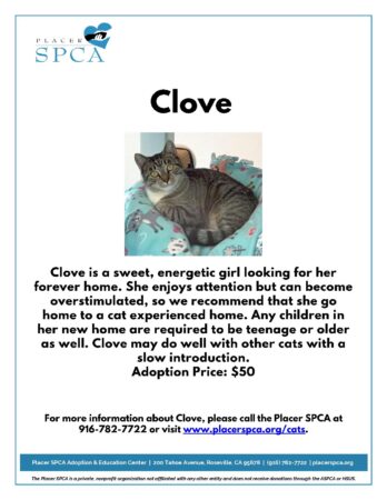 Clove