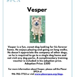 Pet of The Week – Vesper