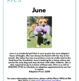 Pet of The Week – June