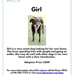 Pet Of The Week – Girl