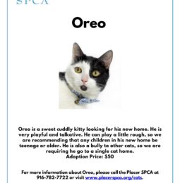 Pet of The Week – Oreo