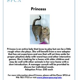 Pet Of The Week – Princess