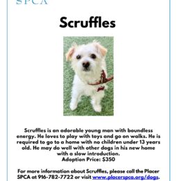 Pet Of The Week – Scruffles