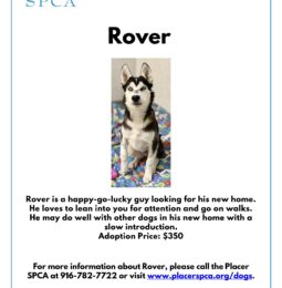 Pet Of The Week – Rover