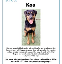 Pet Of The Week – Koa